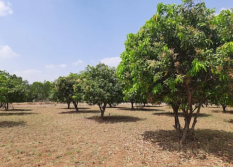 Dense flowering of mango trees in an orchard in Annaram village, Rangareddy district, Telangana. Some farmers fear that excess of mango flowering brings unpredictable rainfall. Photo: Rupa Sangomla