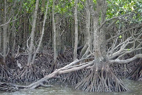 Photo : Wikimedia Commons
