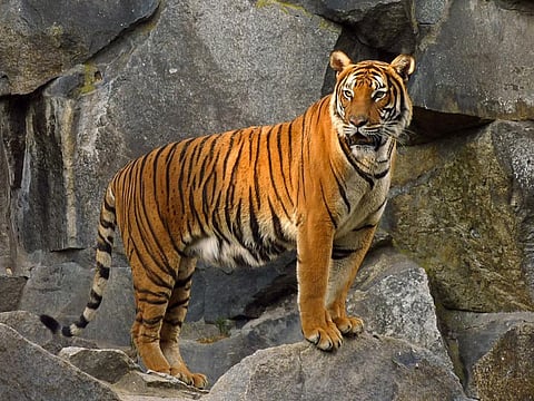 How ‘tiger farms’ have turned a wild animal into a species worth more dead than alive
