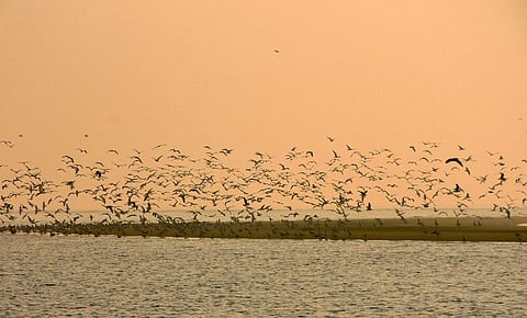 Migratory birds leave Chilika early as summer sets in