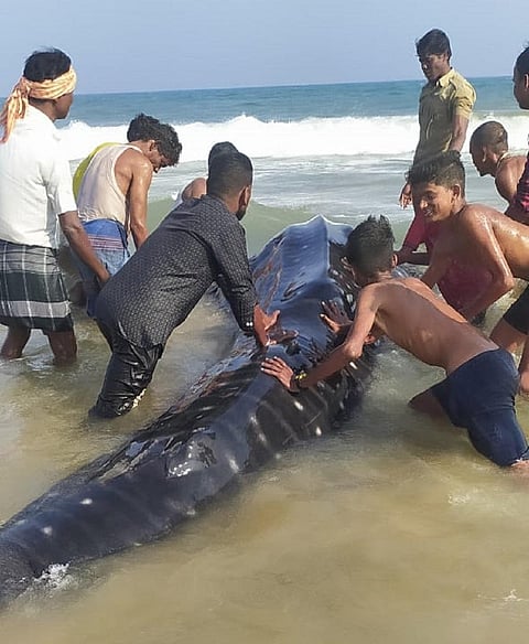Whale shark caught in fishing net in Odisha, released into Bay of Bengal