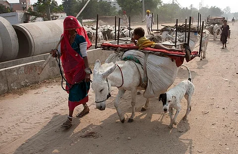 भारत में तेजी से गधों की संख्या कम हो रही है। फोटो: विकास चौधरी