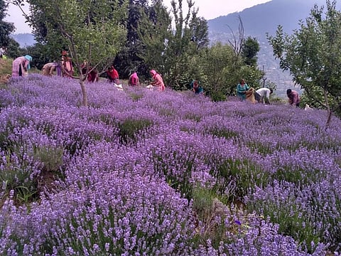 Jammu's purple revolution: Lavender brings in scent of profit for Doda farmers