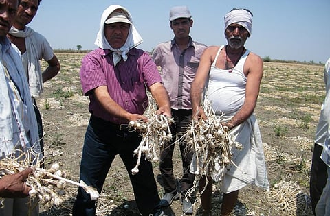ओलों की वजह से बर्बाद हुई लहसुन की फसल दिखाते किसान। फाइल फोटो
