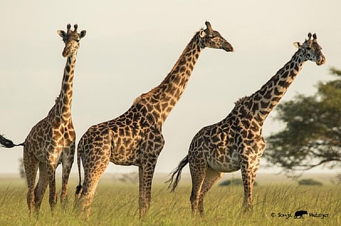 Trailing giants: Clues to how people and giraffes can thrive together