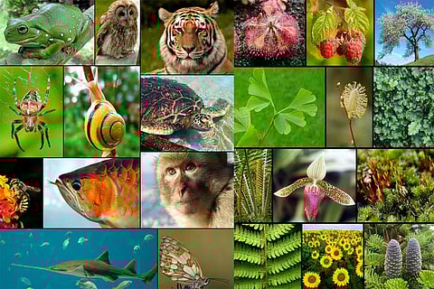 प्रजातियों के भीतर छिपी हुई जैव विविधता का लगातार नुकसान हो रहा है : अध्ययन