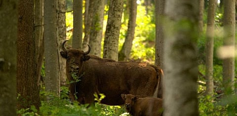 Wisent or European Bison in Eastern Europe. Photo: WWF Central and Eastern Europe