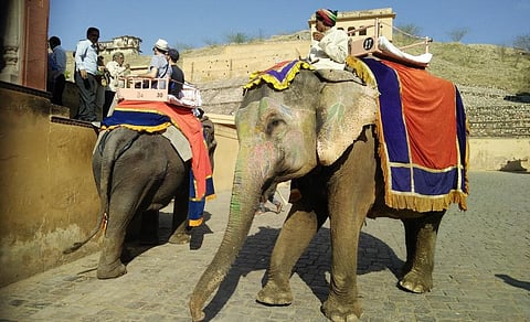 Elephants carrying tourists in Amer Fort. Photo: Shubhobroto Ghosh