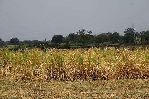 फाइल फोटो: सीएसई