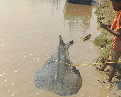 The whale shark caught in the net at Gopalpur in Odisha. Photo: Ashis Senapati
