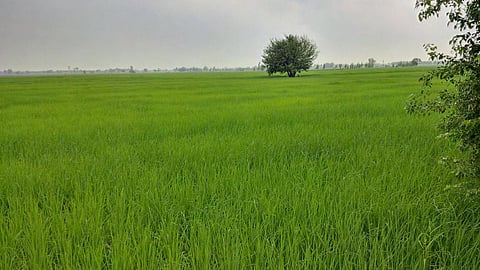 Crop nutrient management using digital tool improves yield, reduces greenhouse gas emissions: Study