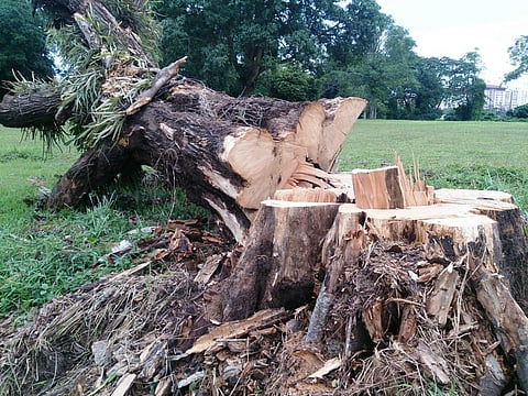 Over 1,700 trees to be axed for widening NH-59 in Odisha