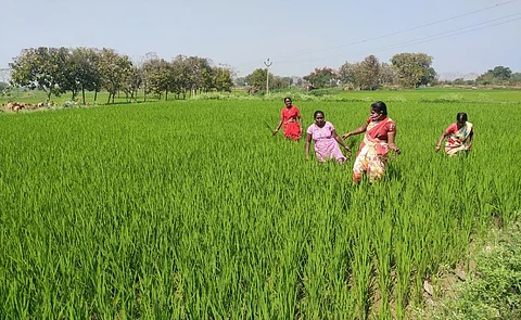 Women farmers working in the fields of Jagiripalli village in Telangana's Karimnagar district. Photo: Shagun Kapil