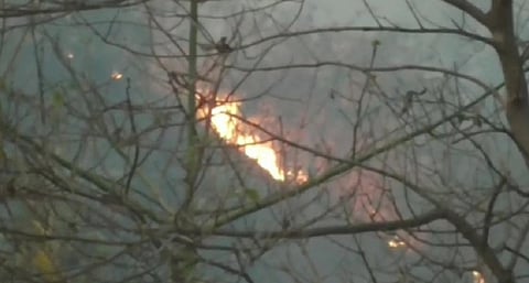 Recently planted eucalyptus trees may have stoked Similipal fires, say experts