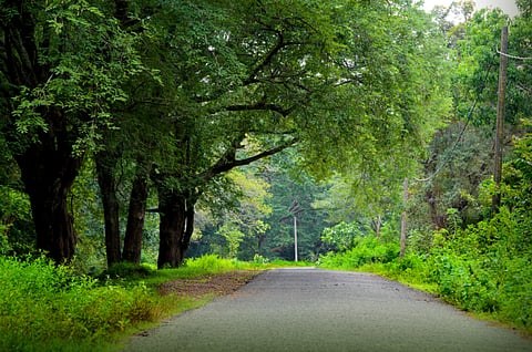 Planet greening negated global warming, show NASA maps