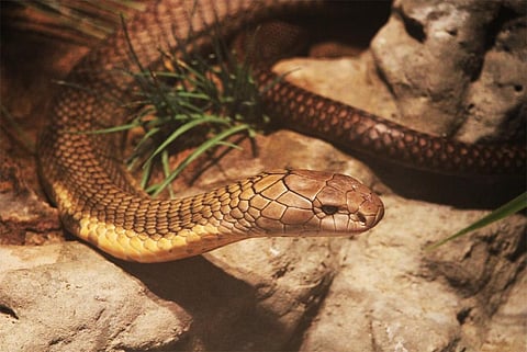 Photo : Wikimedia Commons, King Cobra