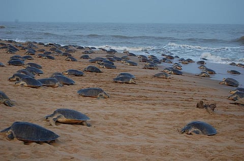 DTE Impact: Orissa HC panel on Olive Ridleys stress on biodiversity, community welfare