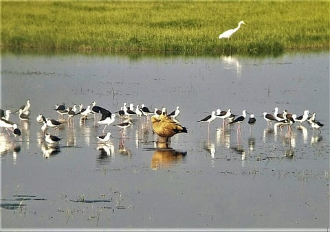 Waterfowl at Chilika lake in Odisha. Photo: Hrusikesh Mohanty