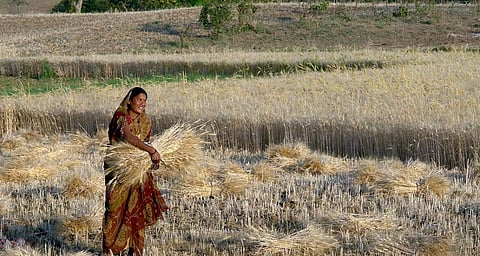 A farmer harvesting wheat. Photo: Wikipedia