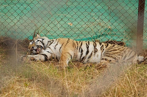 Tigress Sundari, brought to Odisha from Madhya Pradesh in 2018, heads back home
