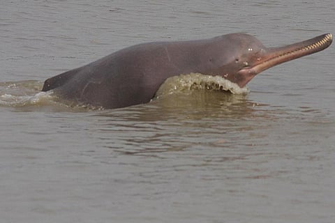 फोटो : विकीमीडिया कॉमन्स, गंगीय डॉल्फिन