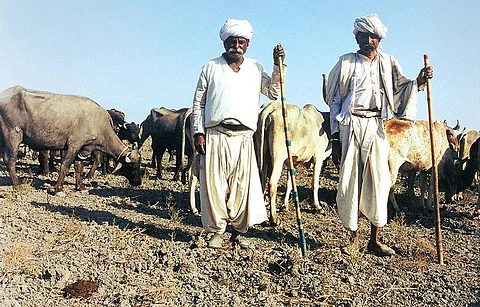 Indigenous cattle varieties have several advantages over exotic breeds that should be promoted (Photograph: Sopan Joshi)