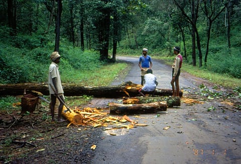 Earth Day 2021: Why we need to pledge to save our forests
