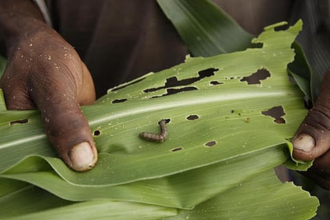 1970 से 94.6 लाख करोड़ रुपए का नुकसान कर चुकी हैं विदेशी आक्रामक प्रजातियां