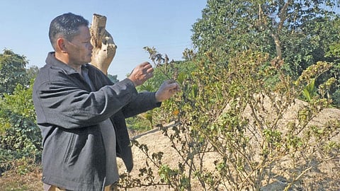 नागालैंड के वोखा जिले के रुचान गांव में गर्मी और बारिश न होने की वजह से फसलों में कीड़े लग गए