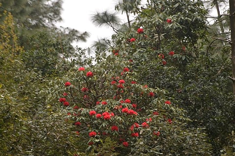 हिमाचल-उत्तराखंड में जनवरी में ही बुरांस खिल गया था। फोटो: रोहित पराशर