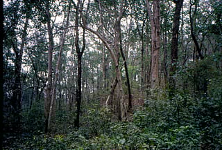 Biennial Forest Survey Report: What does State of India’s Forest 2021 tell us