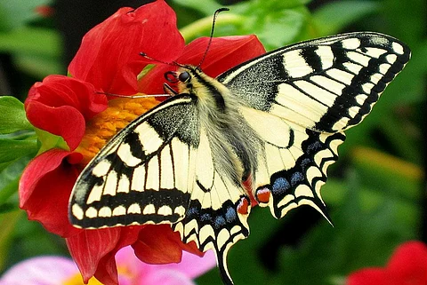 Photo : Wikimedia Commons