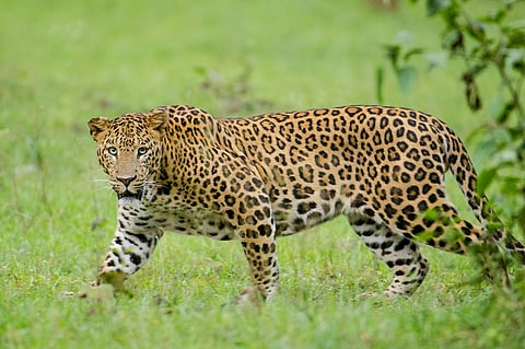At least 22 leopards poached in Odisha in a year, say forest officials