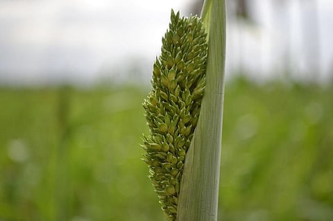 How millet production can empower women farmers, strengthen agriculture