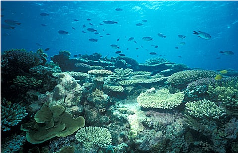 Marine pollution, coastal development: Coral reefs need to be saved