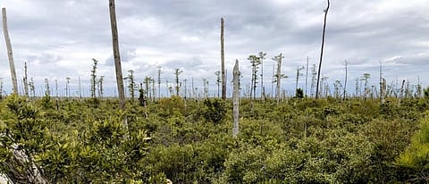 Sea level rise is killing trees along the Atlantic coast, creating ‘ghost forests’ that are visible from space