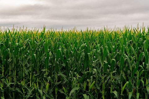 Photo : Wikimedia Commons, Maize field