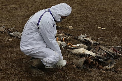 हिमाचल प्रदेश के पौंग डैम में बर्ड फ्लू से मृत पाए गए विदेशी परिंदों की जांच करता विशेषज्ञ। फोटो: रोहित पराशर