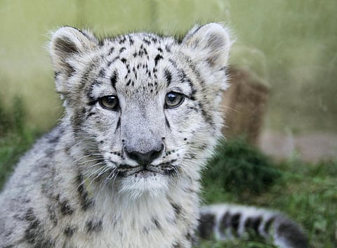 ‘Climate change studies don’t show complete picture of impact on mammals’