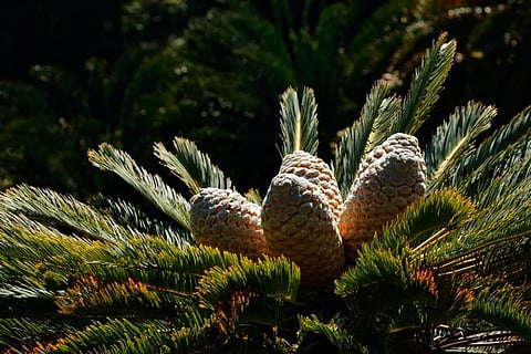 Climate mapping can point to danger spots where new pest threatens Africa’s cycads