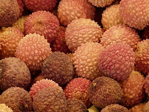 ‘Unfavourable weather’ adds to worries of Bihar’s litchi farmers recovering from 2020 losses