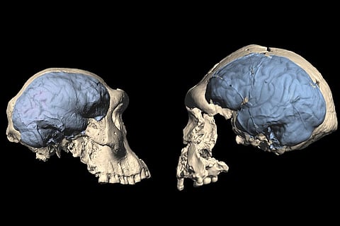 आज से 17 लाख वर्ष पूर्व अफ्रीका में हुए थी आधुनिक मनुष्य के दिमाग की उत्पत्ति