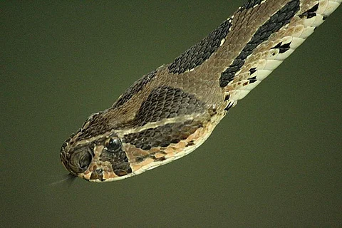 Photo : Wikimedia Commons, Russell's Viper