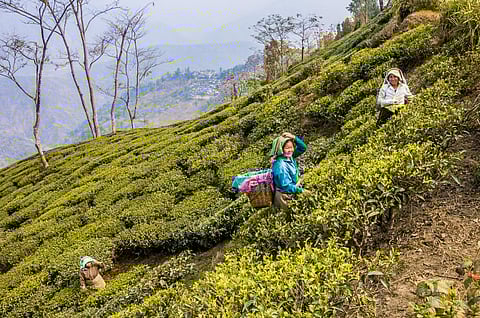 Why Bengal tea workers feel let down by political parties