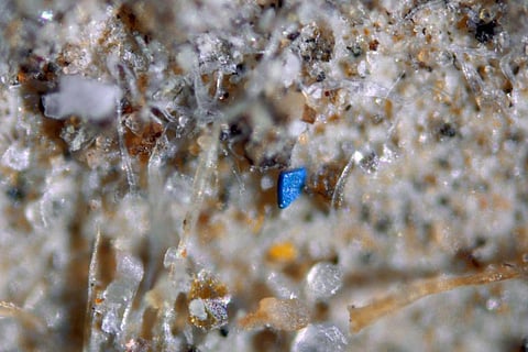 माइक्रोस्कोप में देखने पर एक फ़िल्टर के अंदर धूल और फाइबर के बीच मिला नीले माइक्रोप्लास्टिक का कण; फोटो: जेनिस ब्राह्नी