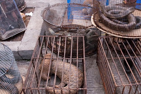 डब्लूएचओ ने की बाजारों में जीवित जंगली जानवरों की बिक्री पर प्रतिबन्ध की अपील