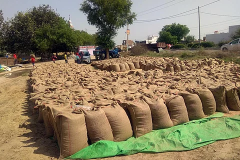 बादली अनाज मंडी गेहूं से फुल, नहीं है रखने की जगह; फोटो: शाहनवाज आलम