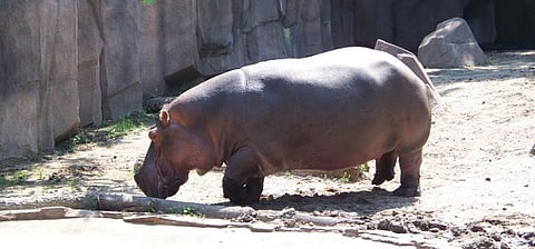 The Delhi High Court asked the Centre to decide on framing protection rules for exotic animals not named in the WPA, 1972. Photo: Wikipedia