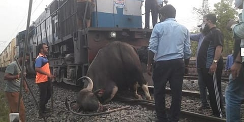 On April 11, 2021, a male Gaur died after being hit by the CSMT-Mangalore Express in Sindhudurg, in the Maharashtra section of the Western Ghats. The MoEF&CC has now cleared a similar rail project in the Ghats spread across Goa and Karnataka, imperilling its wildlife. Photo: Akshay Mandavkar
@akshay_journo / Twitter