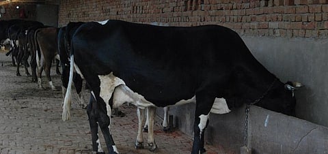Ivermectin is most commonly used for veterinary parasitic diseases, especially gastrointestinal worm infestations in cattle. Photo: Ravleen Kaur / CSE